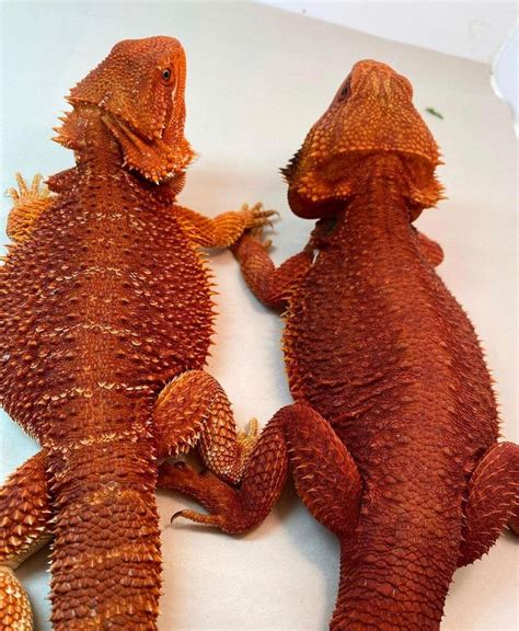 Pin By Your Waifu On Bearded Dragons In 2021 Bearded Dragon Lizard