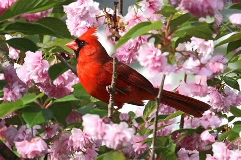 25 Simply Stunning Cardinal Bird Pictures Birds And Blooms