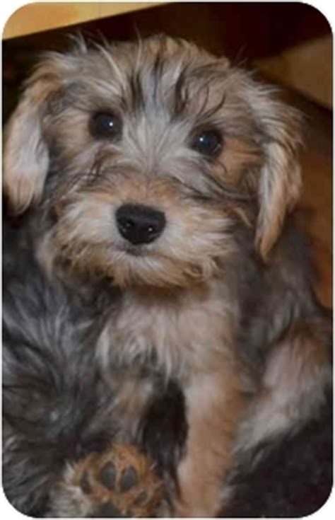 Areas nc yorkie rescue, inc serves. Katie | Adopted Puppy | Greensboro, NC | Yorkie, Yorkshire ...