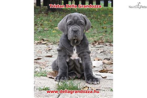 Uranus Neapolitan Mastiff Puppy For Sale Near Budapest Hungary