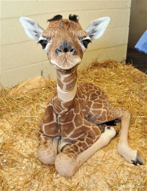 Giraffes The Worlds Tallestand One Of Its Cutest Baby