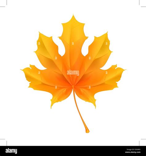 Maple Leaf Vector Stock Vector Image And Art Alamy