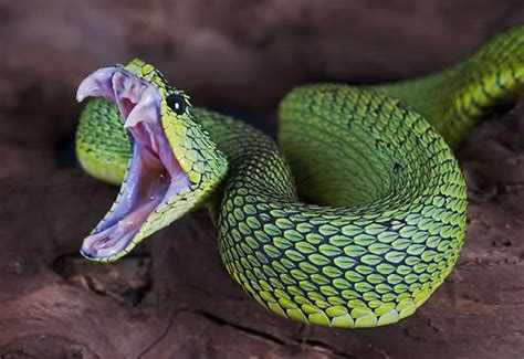 Most Venomous Snakes You Wouldnt Want To Adopt As A Pet
