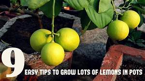 Lemon Tree Growth Chart An 39 Improved Meyer 39 Lemon Tree Grown On Its