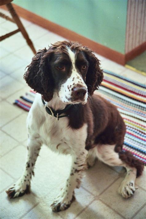 English toy spaniels exist for centuries by now, and throughout history, they were the royal courts' favorites. English Springer Spaniel Puppy Dog . | Happy puppies ...
