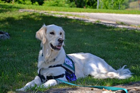 Top 10 Best Service Dog Breeds You Need To Have With You For Support