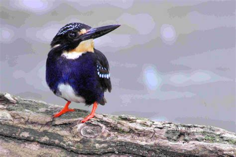 Northern Silvery Kingfisher Birdforum Opus Birdforum