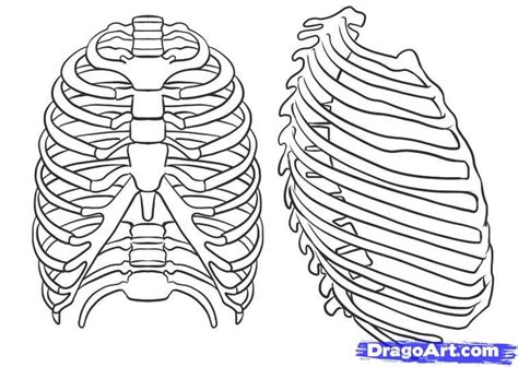 How To Draw A Rib Cage Step By Step Anatomy People Free Online