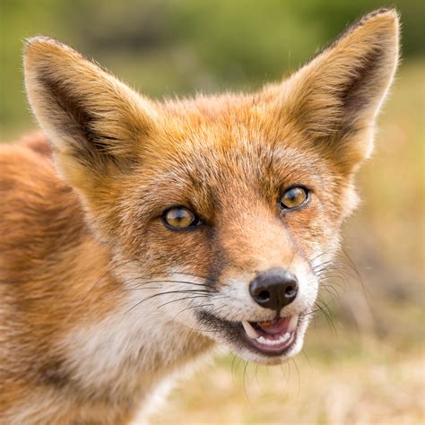 Fox Smiling 2 Shutterstock