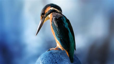 Blue Brown Sharp Nose Kingfisher Bird Is Sitting On Rock In Blue Blur