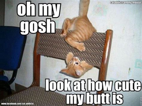Lol Funny Animal Pictures Cute Funny Animals Funny Cute Cute Cats