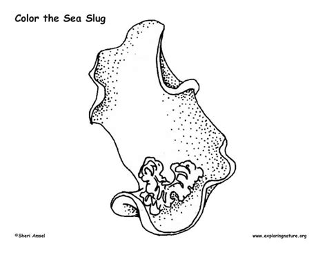 Use the download button to view the full image of slug bug coloring. Sea Slug Coloring Page