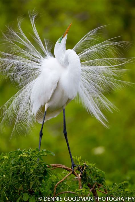 Great Egret Photography Words Wildlife Photography Animal Photography