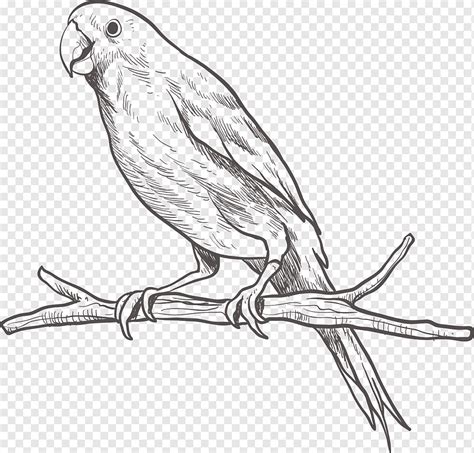 Parrot Bird Parakeet Sketch Parrot On A Branch Animals Tree Branch