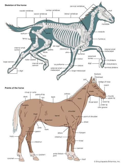 Horse Anatomy Skeleton