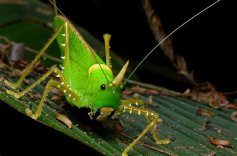 Top 7 Tropical Rainforest Animal Adaptations Biology Explorer