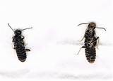 Termite Bugs Pictures