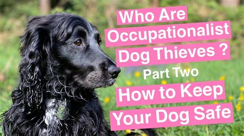 How To Prevent The Theft Of Your Dog From Occupationalist Dog Thieves