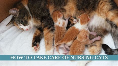 How To Take Care Of Nursing Cats Updated 2021 Nursing Cats Problems