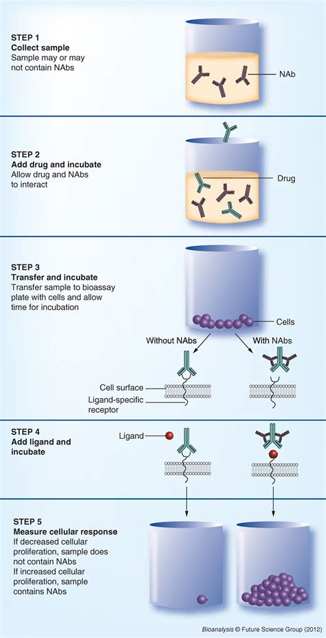 Development And Validation Of Cell Based Assays For The Detection Of