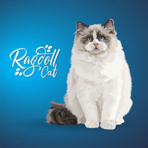 Premium Vector Illustration Of Ragdoll Cat