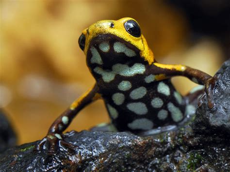 The best selection of royalty free cute frog wallpaper vector art, graphics and stock illustrations. HD Wallpapers Desktop: Frogs HD Wallpapers