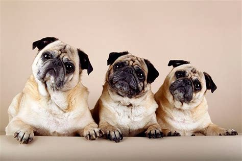 The breed has a fine, glossy coat that comes in a variety of colours, most often light brown. Pug Dog Breed Information, Pictures, Characteristics ...