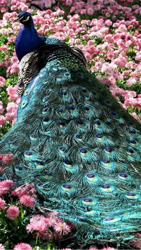 I Love Peacocks They Are Amazing And Beautiful Creatures Their