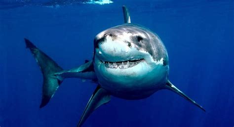 En 2017 Hubo 88 Ataques De Tiburones A Humanos Y Especialistas