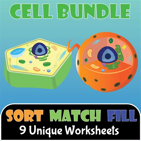 Cell Diagram Package Organelle Animal Cell Plant Etsy