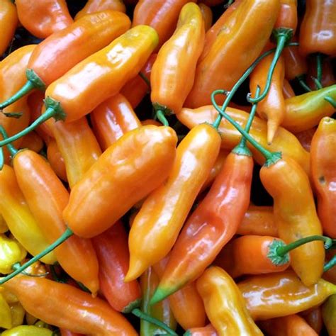 Aji Amarillo Chili Seeds Buy Online At Chili