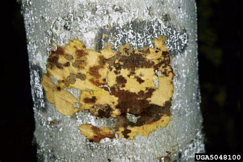 Beech Bark Disease Nectria Coccinea On American Beech Fagus