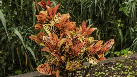 Grow Crotons For An Explosion Of Color
