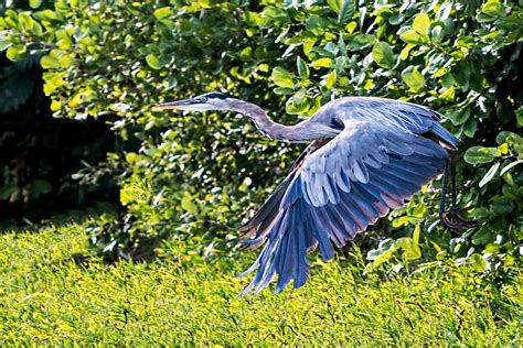 Great Blue Heron Spear Fishing Stephen L Tabone Nature Photography