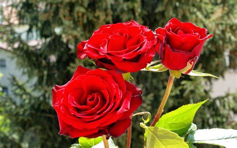 Affordable and search from millions of royalty free images, photos and vectors. Free Wallpapers Red Rose Love single 2014http://my143rose ...