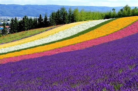 Furano On Japans Northern Island Of Hokkaido Is Well Known For Its