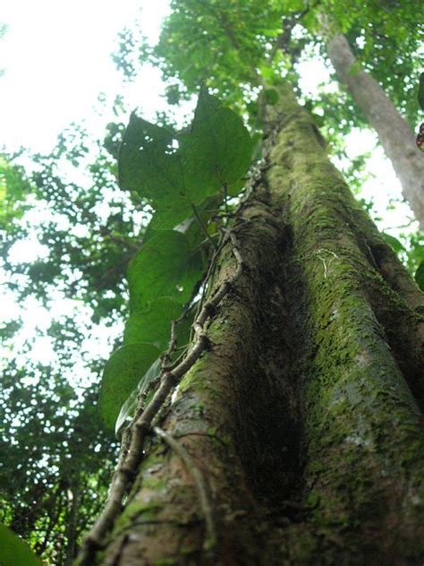Ideally situated just 15 minutes to the kl city centre, the trees is a perfect choice for those. Trees | A tree in Kota Damansara community forest park ...