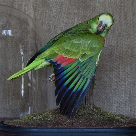 Taxidermy Blue Fronted Amazon Parrot