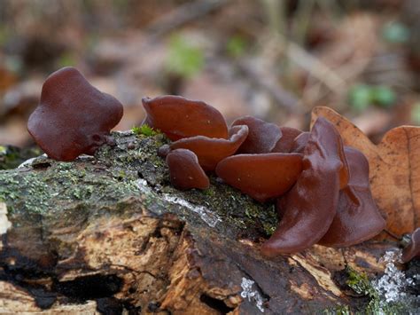 Identifying Wood Ear Mushrooms What To Do With A Jelly Ear Mushroom
