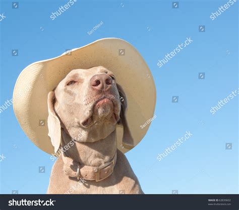 Funny Image Weimaraner Dog Cowboy Hat Stock Photo 63839602 Shutterstock