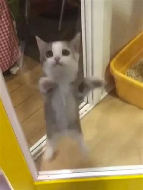 Kitten Nearly Explodes With Joy As It Jumps Up And Down When Its Owner
