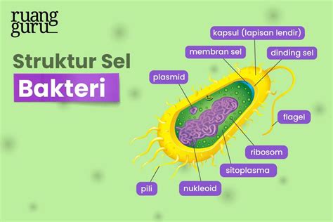 Struktur Bakteri Dan Cara Reproduksinya Biologi Kelas 10