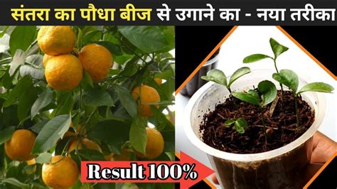 Grow Orange Plant From Seeds Youtube