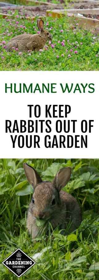 4 Humane Ways To Keep Rabbits Out Of The Garden Gardening Channel