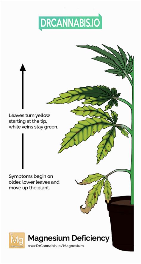 Cannabis Magnesium Deficiency Pics And Chart By Drcannabisio