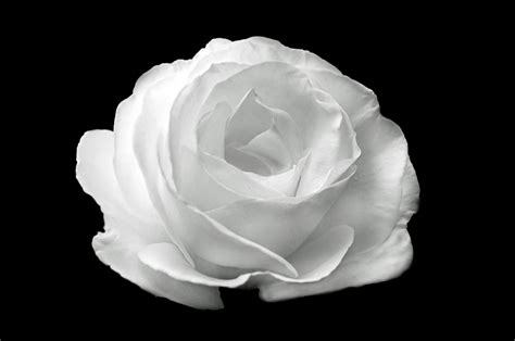 White Rose On The Black Background Free Stock Photo Public Domain