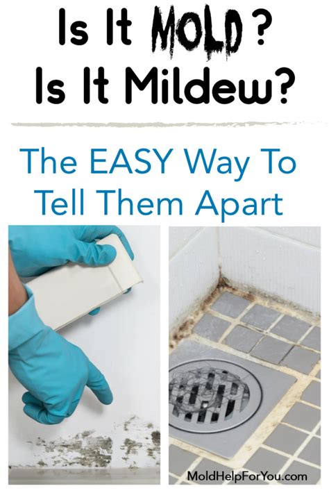 Mold Vs Mildew Mold Help For You