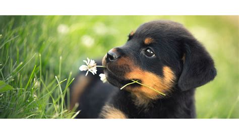 These loving and loyal goofballs can make great pets. Rottweiler Puppies Wallpaper (54+ images)
