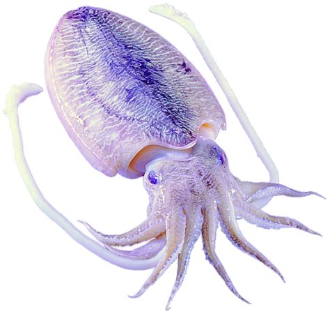 Download Purple Octopus Squid Invertebrates Marine Cephalopod Hq Png