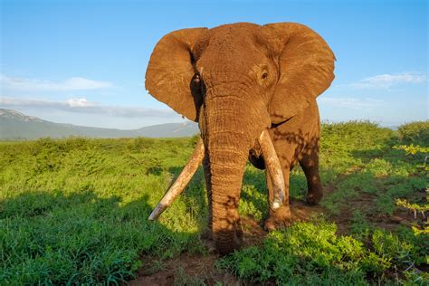 African Elephant Enormous Tusks Wildlife Photography Prints For Sale